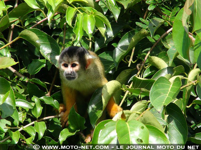 Amérique latine à moto (05) : dauphins, piranhas et caïmans...