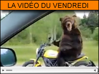 Vidéo moto du vendredi : la Ducati Scrambler, une moto d'ours ?